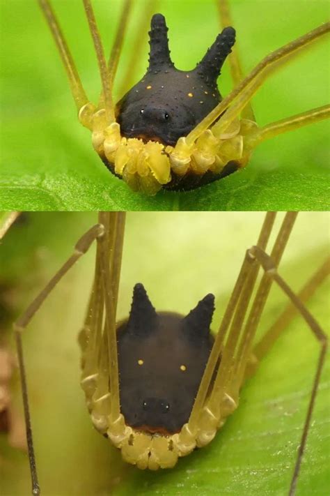 Bunny harvestman: Spider, dog, rabbit, and Totoro。